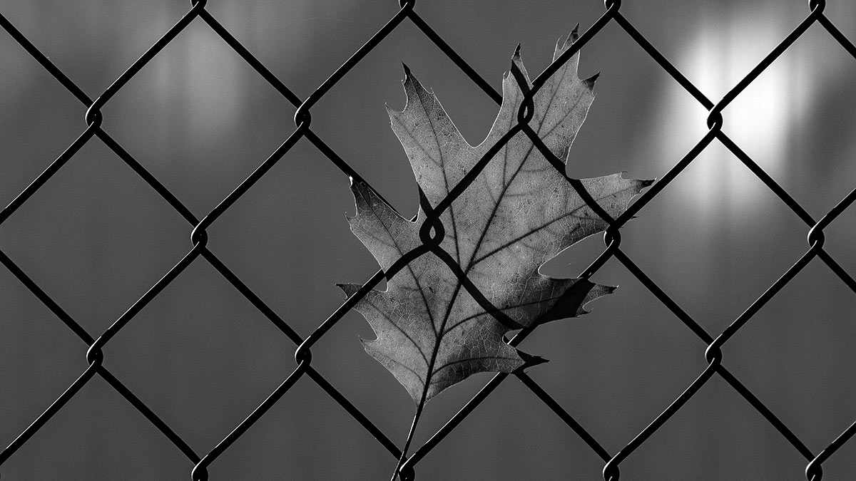 leaf caught in chainlink fence