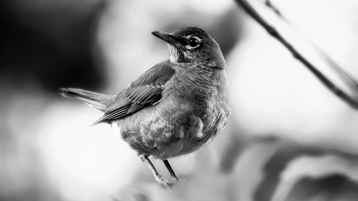 juvenile American Robin